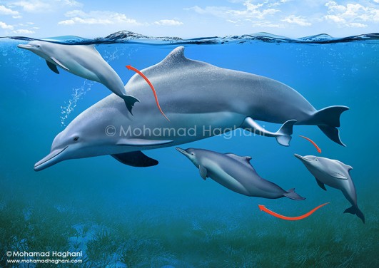 دلفین گوژپشت و مراحل تولد نوزادش